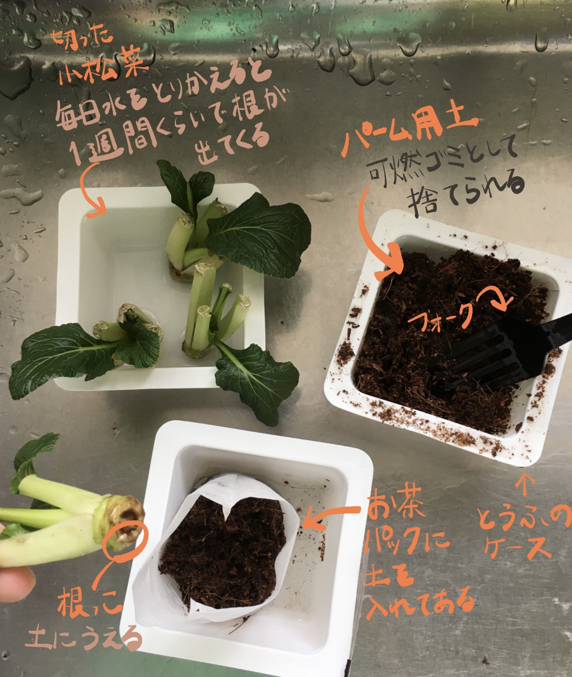Komatsuna, vegetable, farm