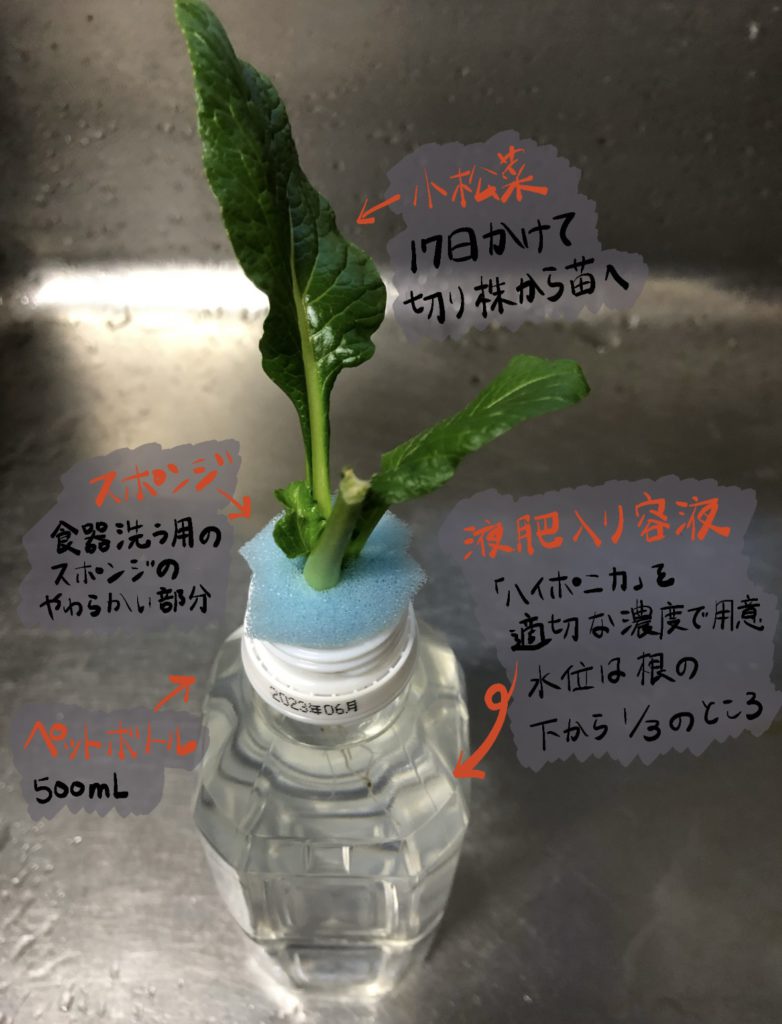 小松菜, 水耕栽培, ペットボトル, スポンジ, 苗